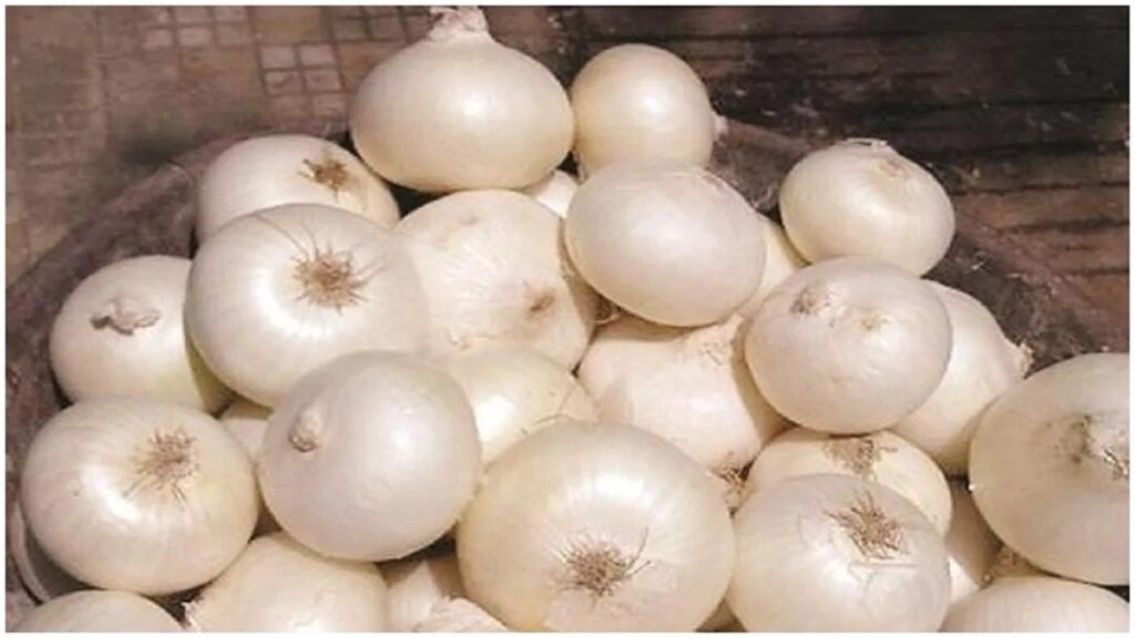 Alibaug’s White Onion Delayed This Year Due To Prolonged Rains