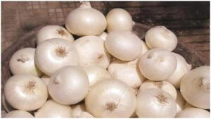 Alibaug’s White Onion Delayed This Year Due To Prolonged Rains