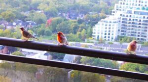 Create a Bird-Friendly Sanctuary at Home by Transforming Your Balcony into a Haven