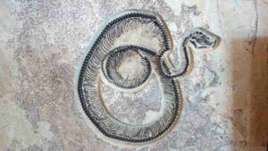 47 Million-Year-Old Snake Species’ Fossil Found in Gujarat, India