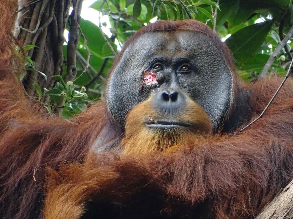 La inteligente automedicación de este orangután de Sumatra te sorprenderá.  Leer más aquí.