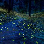 Enchanting bioluminescent forest in India’s western ghats: Nature’s astonishing display