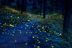 Enchanting bioluminescent forest in India's western ghats: Nature's astonishing display