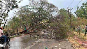 Pune: Tree felling incidents reported in Undri, NIBM road causing traffic congestion