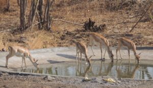 Machans and Manpower: Pune's Unique Approach to Wildlife Census