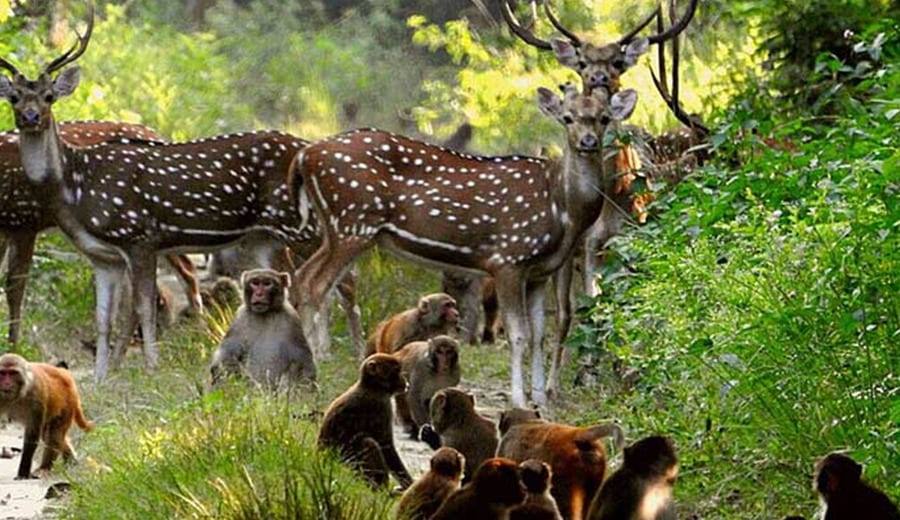 Exploring Beyond Tigers: 8 Adventures Inside Jim Corbett National Park