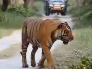 Rare Sighting: Majestic Tiger Takes a Leisurely Stroll in Dudhwa Tiger Reserve