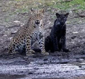 Rare Sighting of Black Panther Cub Bagheera with Mother at Pench Tiger Reserve