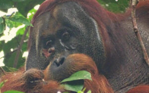 This Sumatran Orangutan's Ingenious Self-Medication Will Shock You. Read More Here.
