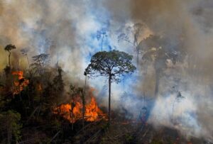 UN Forum urges urgent action to halt deforestation by 2030