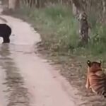 Watch: Rare Encounter at Pilibhit Tiger Reserve: Sloth Bear Faces Off With Tigress, Video Goes Viral