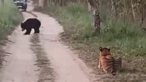 Watch: Rare Encounter at Pilibhit Tiger Reserve: Sloth Bear Faces Off With Tigress, Video Goes Viral