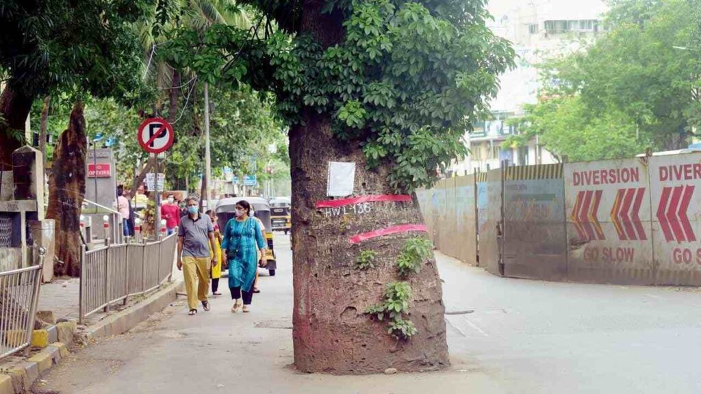 Controversy Erupts as Century-Old Baobab Tree Felled for Mumbai Metro Expansion
