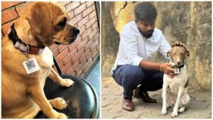 100 dogs get their own QR based 'Aadhaar Cards' in New Delhi