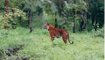 55 volunteers to take part in wildlife census across Pune sanctuaries to be held on Buddha Punirma