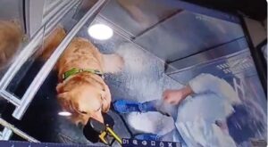 Dog-Walker Caught Beating Golden Retriever in Gurugram Lift: Viral Video Sparks Outrage