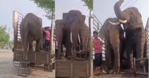 Viral Video: Elephant's Remarkable Intelligence Leaves Singer Hariharan Amazed; Sparks Debate