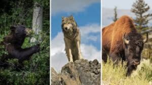 Discovering Nature's Wonders: Top 5 National Parks for Wildlife Encounters