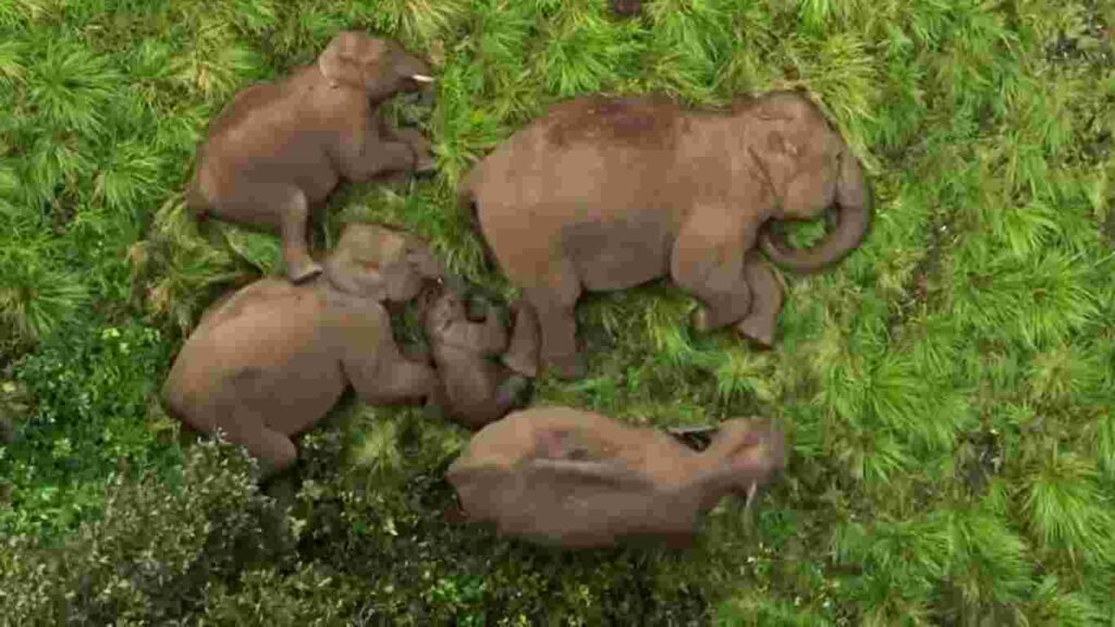 Hum Saath Saath Hain: Baby Elephant Receives 'Z Class Security' as Family Naps in Anamalai Tiger Reserve