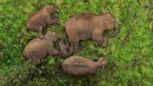 Hum Saath Saath Hain: Baby Elephant Receives 'Z Class Security' as Family Naps in Anamalai Tiger Reserve