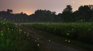Top Places In Maharashtra To Witness Magical Firefly Festival This Monsoon Season