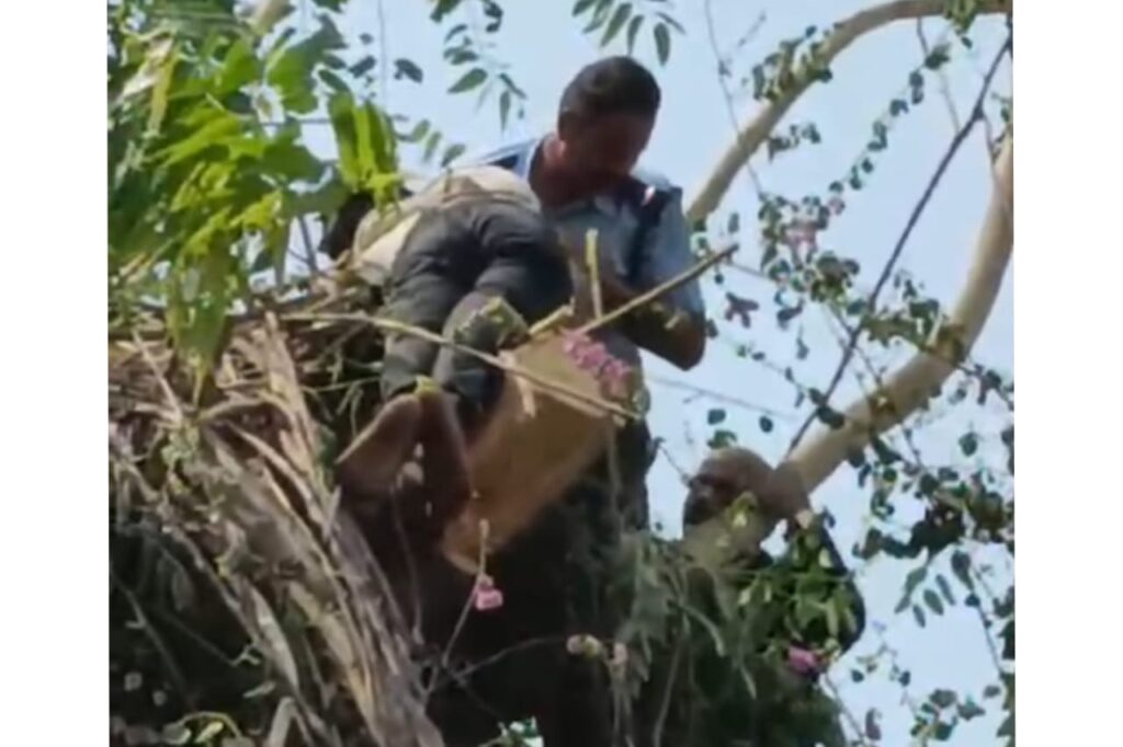 Pune: Man Stuck On Tree While Pruning Branches In Oxford Premium Society In Wanowrie; Rescued by Fire Brigade