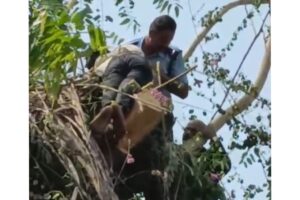 Pune: Man Stuck On Tree While Pruning Branches In Oxford Premium Society In Wanowrie; Rescued by Fire Brigade