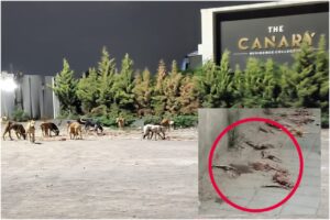 Pune: Dog menace plagues Balewadi area footpath due to improper meat disposal by shopkeepers