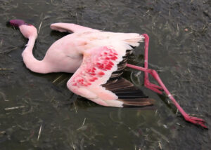 Emirates aircraft hits flock of flamingos, 40 found dead in Mumbai's Ghatkopar  