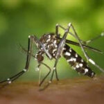 National Dengue Day: Public Health Dept in Pune Issues Advisory Urging People To Prevent Breeding Of Mosquitoes