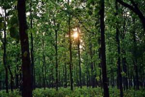 India's Top 15 Most Beautiful Forests to Explore