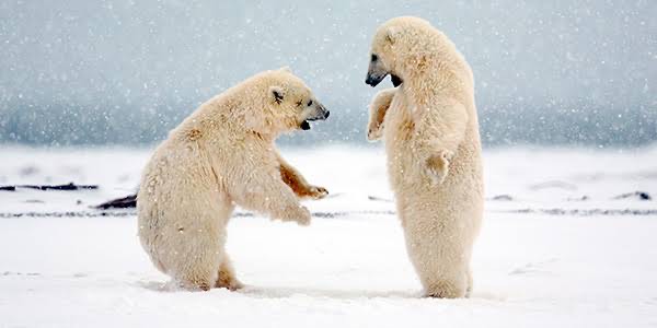 Know your Bears: 10 Types and Where to Find Them