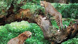Pune: Special Drive Launched by Junnar Forest Department to Mitigate Human-Leopard Conflict