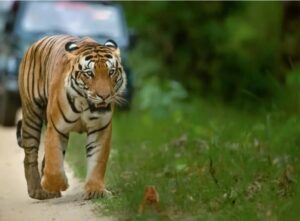 Jim Corbett National Park Home to India's Largest Tiger Population