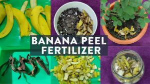 Transform Your Garden with Banana Peel Fertilisers: A Comprehensive Guide