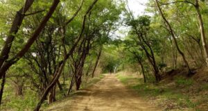 Pune Residents Lead Tree Mapping Effort in Taljai Forest