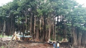 Preserving Heritage Banyan Tree In Maharashtra: A Call for Environmental Conservation