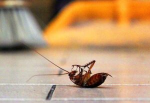 Cockroaches in the Kitchen? Here Are Effective Ways to Keep These Pests Away
