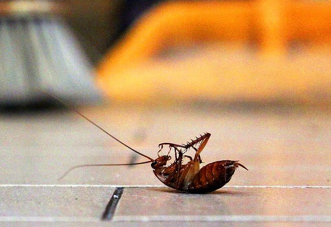 Cockroaches in the Kitchen? Here Are Effective Ways to Keep These Pests Away