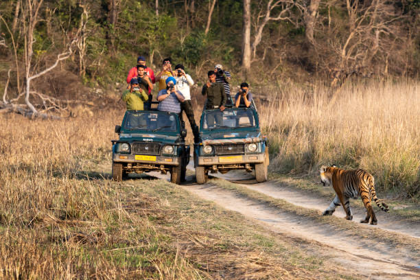 Jim Corbett National Park: Best Time to Visit and Travel Tips