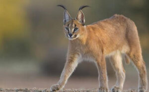 India’s Big 7: Know Where to Spot These Big Cats in India