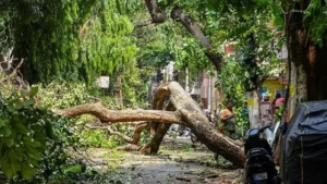 Negligence In Tree Care: Pune Activists Hold Tree Department Officials Accountable