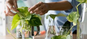 Grow These Water-Loving Plants Easily at Home – No Soil Needed!