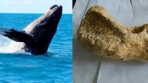 Pune: Two arrested for illegal possession of whale fish vomit worth Rs 3 crore