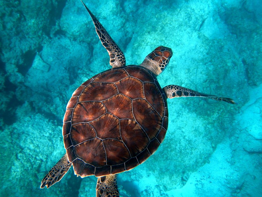 The World's Most Adaptable Species: Surpassing the Possibilities of Extinction