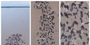 Watch: Elephants Cross Brahmaputra River in Stunning Aerial Footage