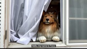 Toco: Japanese Man Who Spent Rs. 12 lakhs On Collie Costume Wants To Transform Into Panda Or Bear