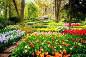 A Garden Stroll To Understand The Symbolic Language Of Flowers