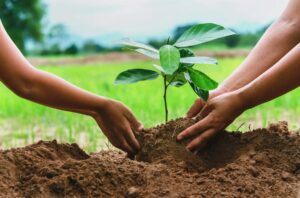 Pune Forest Dept to plant 625 trees on every hectare beginning this monsoon