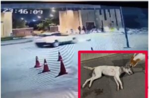 Pune: Rash Driver Runs Over Two Dogs in Hinjawadi Society, Outraged Residents Demand Action